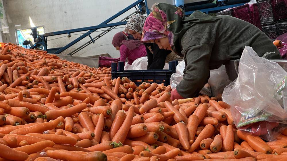 Konya’nın Türkiye’de iddialı olduğu üründe hasat zamanı 6